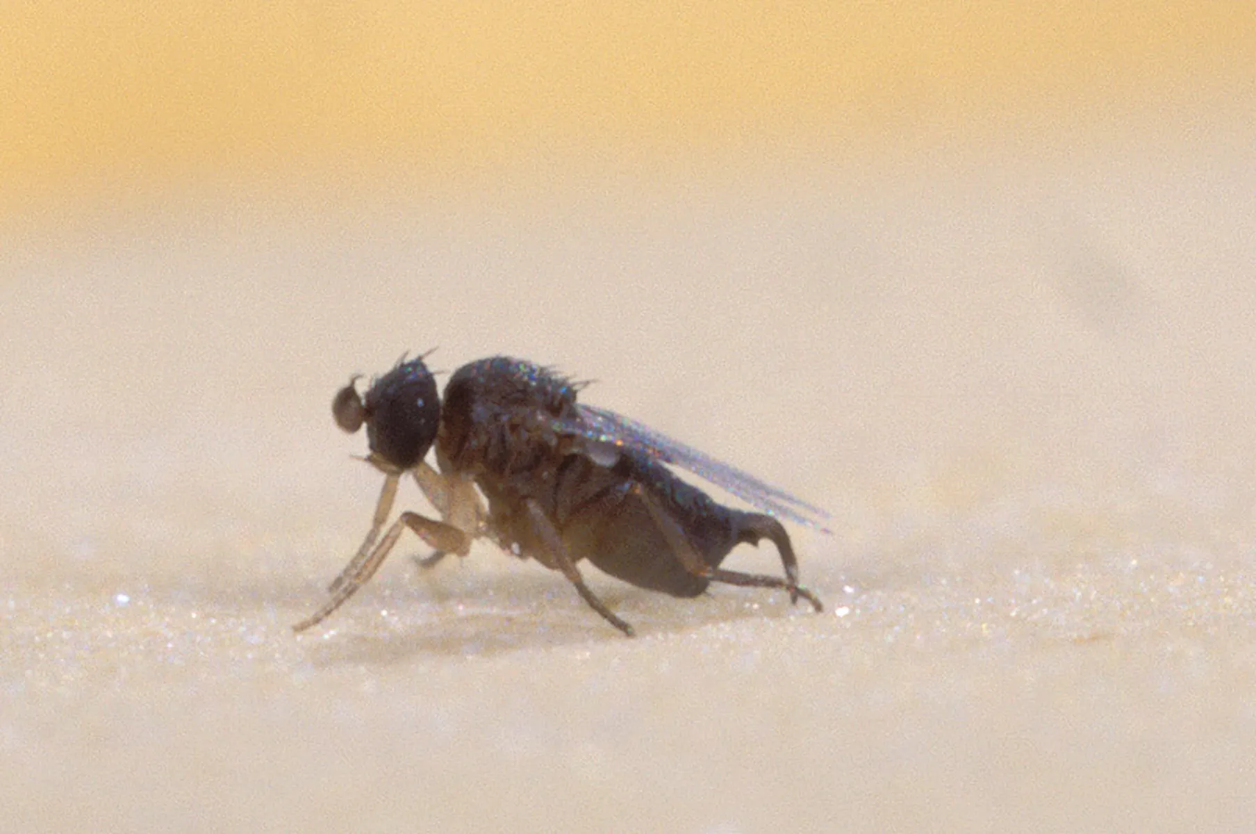 Small Fly control treatment